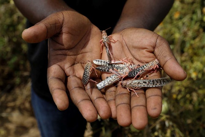 hama belalang landa kenya