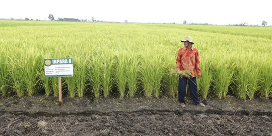 Dompet Dhuafa Siapkan Penanaman 1.000 Hektar Sawah Produktif