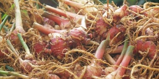 Mengenal Imunomodulator Herbal Untuk Penanganan Covid-19 yang Siap Diverifikasi BPOM