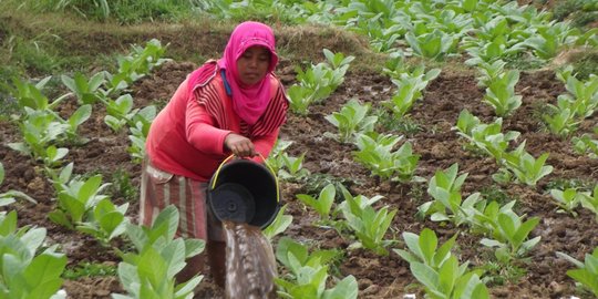 Industri HPTL Berpotensi Dongkrak Pendapatan Negara dari Cukai