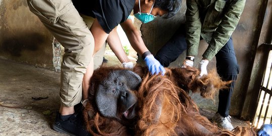 Penyelamatan Dua Orang Utan di Jawa Tengah