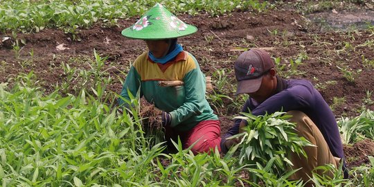 Indonesia Dinilai Perlu Langkah Afirmatif Agar Petani Sawit 'Merdeka'