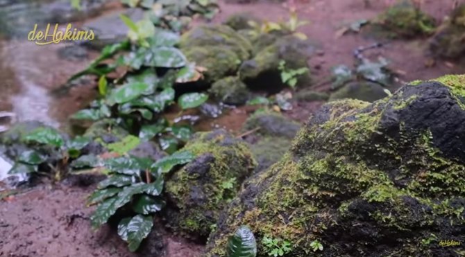 potret rumah orang indonesia di depok sejuk banget ada hutan dan air terjun