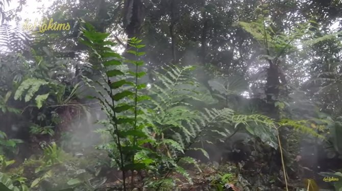 potret rumah orang indonesia di depok sejuk banget ada hutan dan air terjun