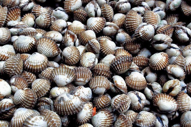 kerang