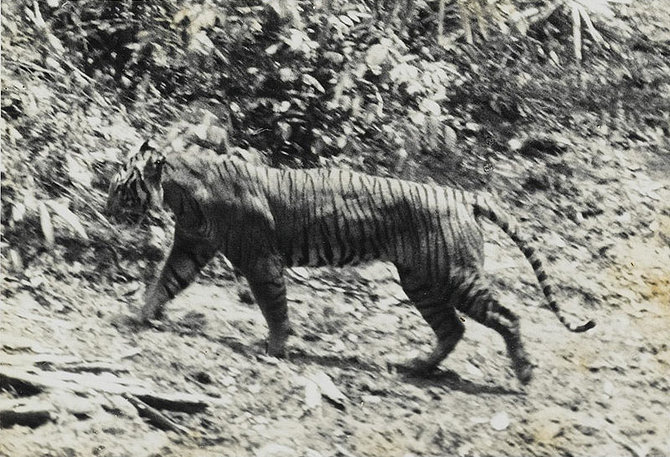 harimau jawa