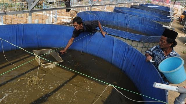 cara budidaya lele dengan mudah hasilkan bibit berkualitas tinggi