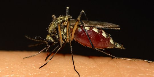 5 Trik Mudah Menghalau Serbuan Gigitan Nyamuk pada Dirimu