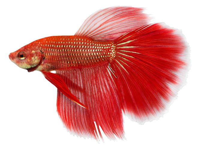 ikan cupang