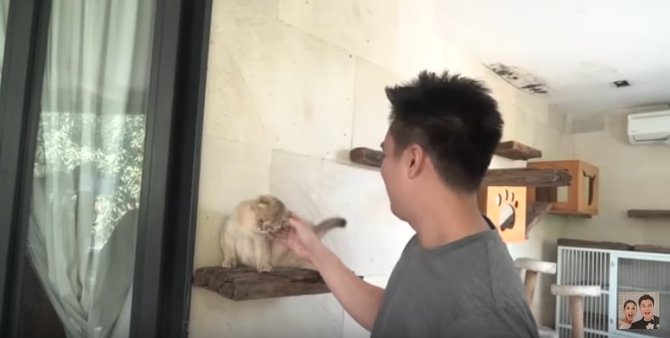 kandang kucing artis