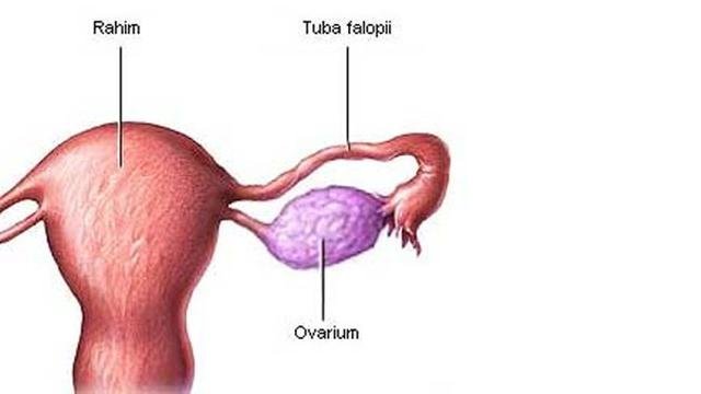 ilustrasi ovarium