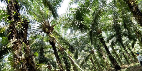 Pupuk Kaltim Kembangkan Precipalm Teknologi Pertanian Kelapa Sawit