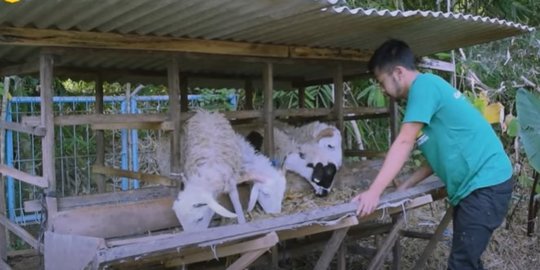 Ternak Domba Gibas, Petani Milenial Ini Raup Omzet Ratusan Juta per Bulan