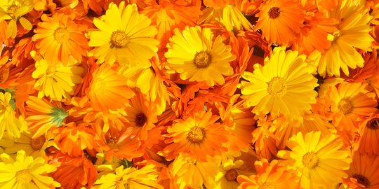 6 Manfaat Bunga Calendula Untuk Wajah Cegah Kulit Kering Dan Penuaan Dini Merdeka Com
