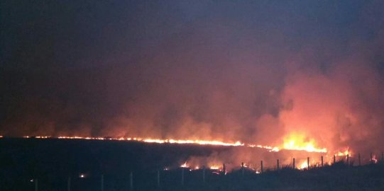 Puluhan Hektare Lahan di Sumsel Terbakar, Petugas Kewalahan Padamkan Api
