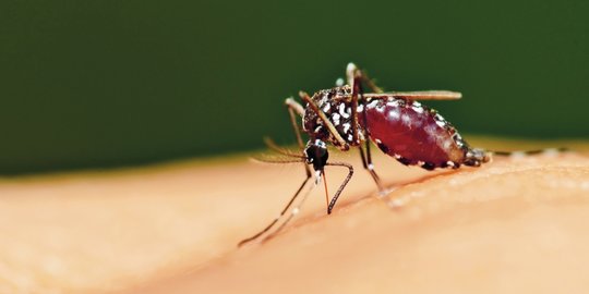 Apakah Nyamuk Bisa Menyebarkan Virus Corona?