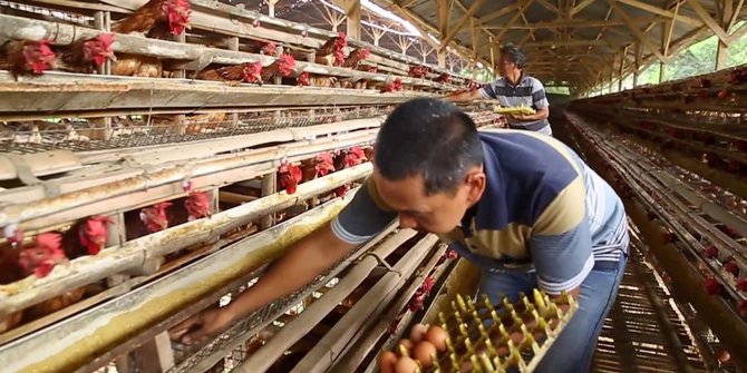 6 Cara Beternak Ayam Kampung dengan Modal Kecil, Cocok untuk Pemula