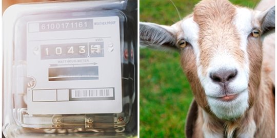 Tak Punya Uang, Warga Garut Ini Terpaksa Bayar Penggantian Kwh Listrik Pakai Kambing