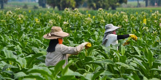 Dikunjungi Ganjar, Begini Kondisi Petani Tembakau di Temanggung Selama Masa Pandemi