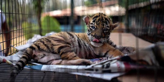 Kerap Masuk Permukiman, Harimau Sumatera Ditangkap di Tapsel