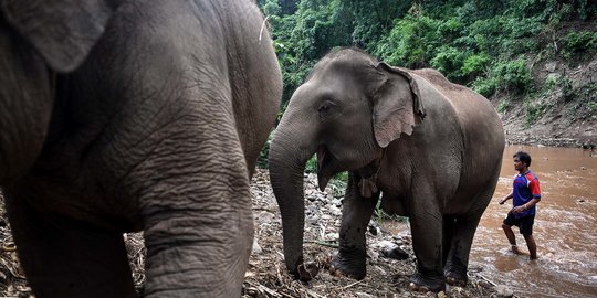 BKSDA: Penyebab Konflik Gajah dengan Manusia di Aceh Barat akibat Pembukaan Lahan