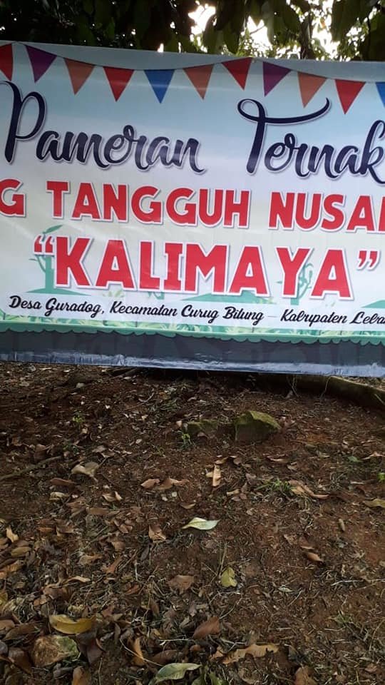 desa guradog lebak bebas covid 19 karena menerapkan tradisi kaolotan