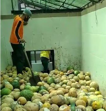 proses pengolahan buah di pasar buah gamping