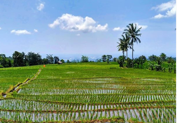 desa wisata cibuntu kuningan