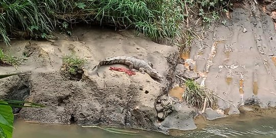 Kemunculan Buaya di Sungai Deli Kembali Terekam Kamera