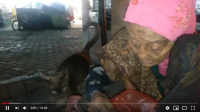 nenek ini jualan sayur hingga tengah malam rajin beri makan kucing jalanan