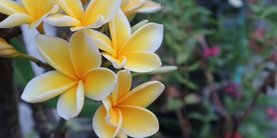 6 Manfaat Bunga Kamboja buat Kecantikan, Bersihkan Kulit sampai Mengencangkan