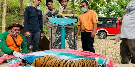 Ditangkap agar Tak Bahayakan Anak-anak, Kondisi Harimau Sumatra Ini Memprihatinkan