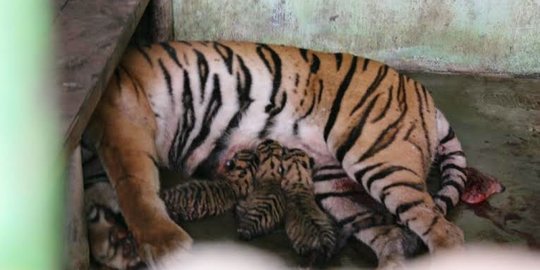 Terjerat Kawat, Harimau Sumatera Tewas Mengenaskan