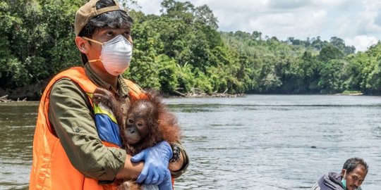 Petugas Konservasi Tempuh Perjalanan 11 Jam Demi Selamatkan Bayi Orangutan