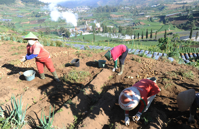 pertanian kentang di dataran tinggi dieng