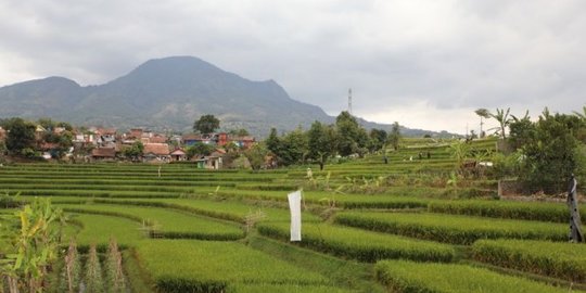 Pemkot Bandung Bakal Ubah 8 Hektare Sawah di Cisurupan jadi Eduwisata, Ini 4 Faktanya