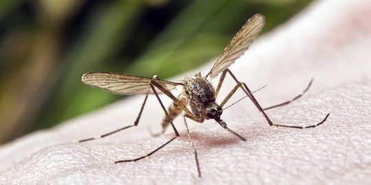 CEK FAKTA: Disinformasi Kabar Nyamuk Buatan untuk Perangi Covid-19