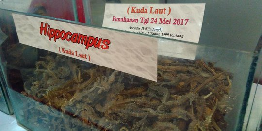 KKP Target Indonesia Bisa Ekspor 10.000 Ekor Kuda Laut di 2024