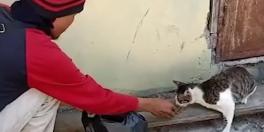 Pria Ini Beri Makan dan Rawat Kucing Jalanan Tiap Hari, Alasannya Bikin Haru