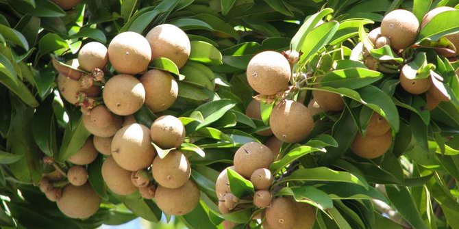 16 Benefits of Sapodilla for Health, Help Prevent Inflammation and Detoxify the Body