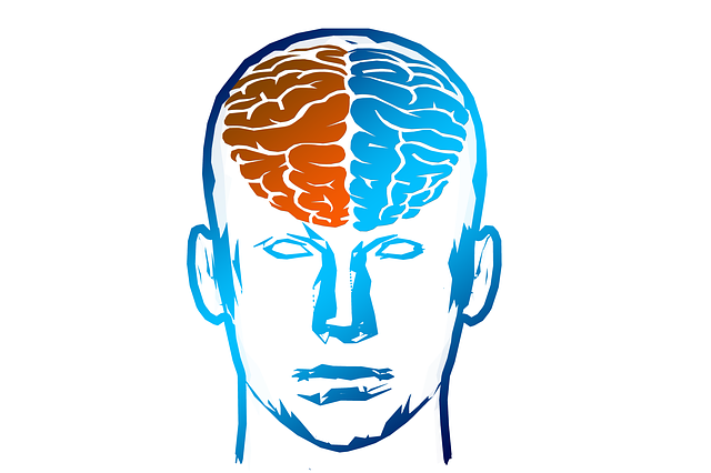 right and left brain illustration