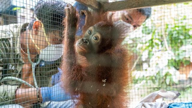 dipelihara warga secara ilegal ini nasib orangutan yang kini berhasil diselamatkan
