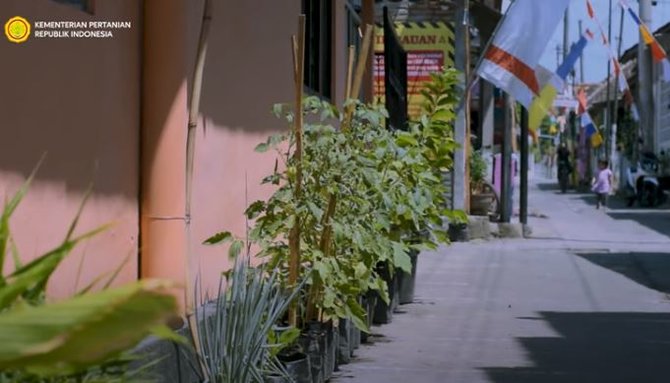 gang sempit diubah jadi kebun sayur