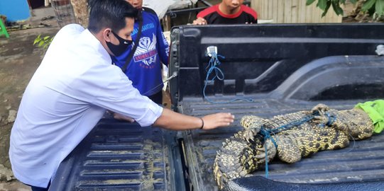 Buaya Sepanjang 3 Meter Masuk Kolam Pabrik Bihun di Banyuasin