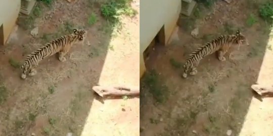 Viral Harimau di Kebun Binatang Jatim, Perutnya Begitu Kurus Tak Tega Melihatnya