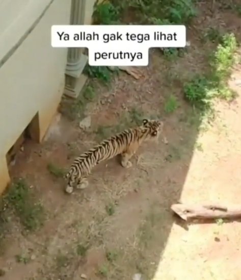 viral harimau di kebun binatang jatim