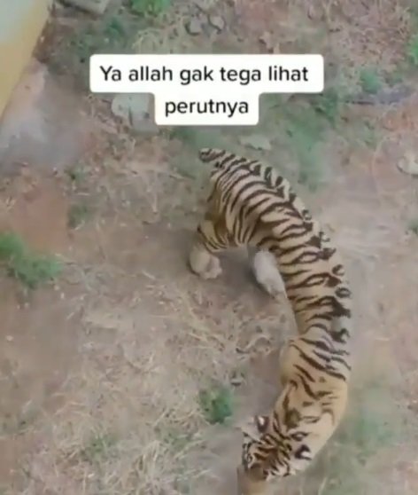 viral harimau di kebun binatang jatim