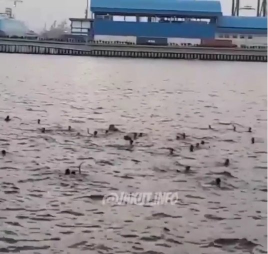 viral aksi tawuran di laut
