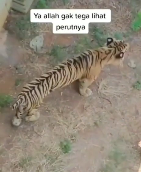 viral harimau di kebun binatang jatim