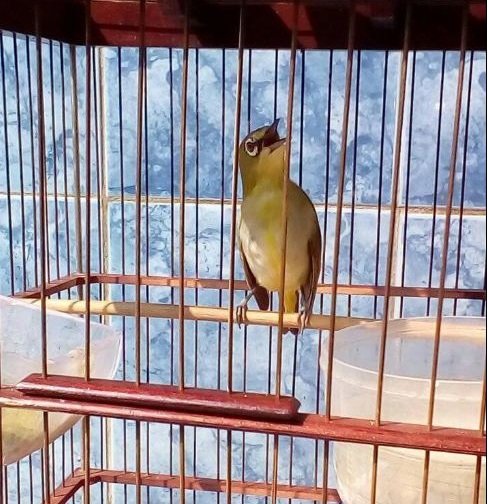 jenis burung pleci